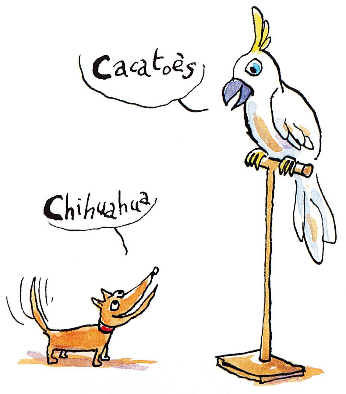 Chihuahua et cacatoès