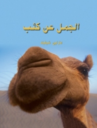 Gros plan de la tête d'un chameau.