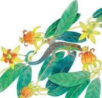 Le Gecko, illustration d'Emmanuelle Tchoukriel extraite du Bestiaire mauricien, 