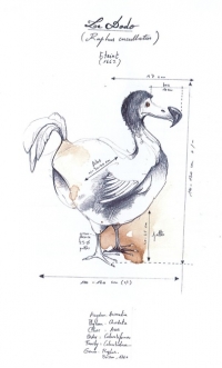 Le dernier dodo, de Eric Boulogne, ill. Loren Bes. Saint-Denis (La Réunion), Orphie, 2020