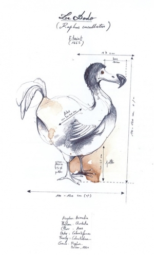 Le dernier dodo, de Eric Boulogne, ill. Loren Bes. Saint-Denis (La Réunion), Orphie, 2020 Le dernier dodo, de Eric Boulogne, ill. Loren Bes. Saint-Denis (La Réunion), Orphie, 2020